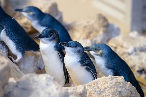 ペンギン島