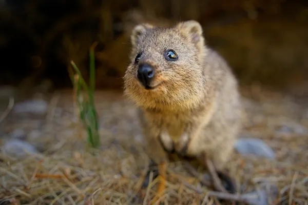 世界一幸せな動物「クオッカ」に会える!