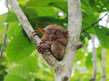 ボホール島(イメージ)