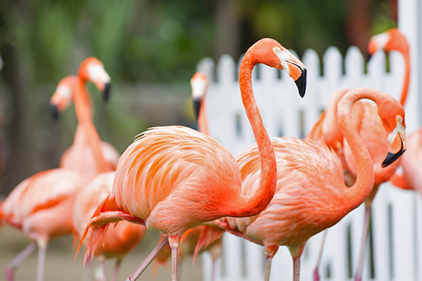 バハマの国鳥のフラミンゴ（イメージ）