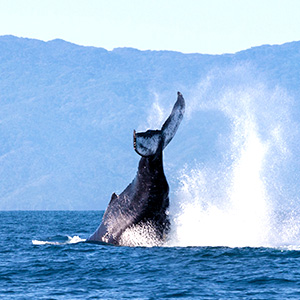 ジンベイザメ(イメージ)