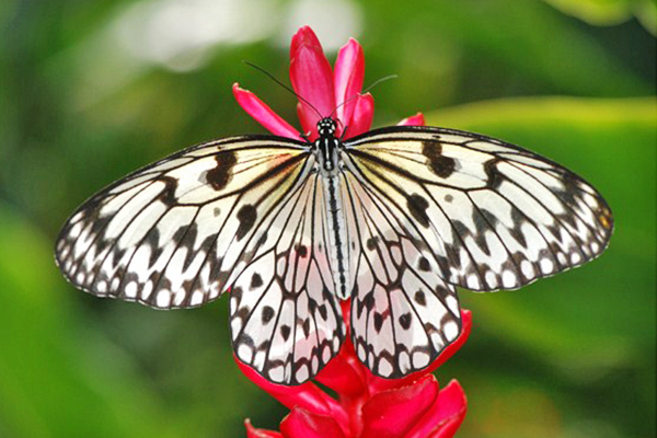 バタフライファーム（イメージ）