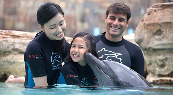 ドルフィン・アイランド（イメージ）