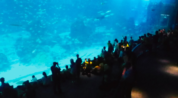 シーアクアリウム（イメージ）