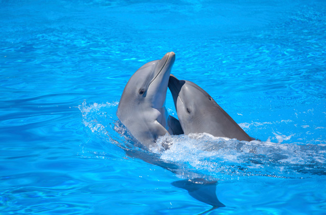 ドルフィンウォッチング