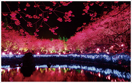 九族桜祭り