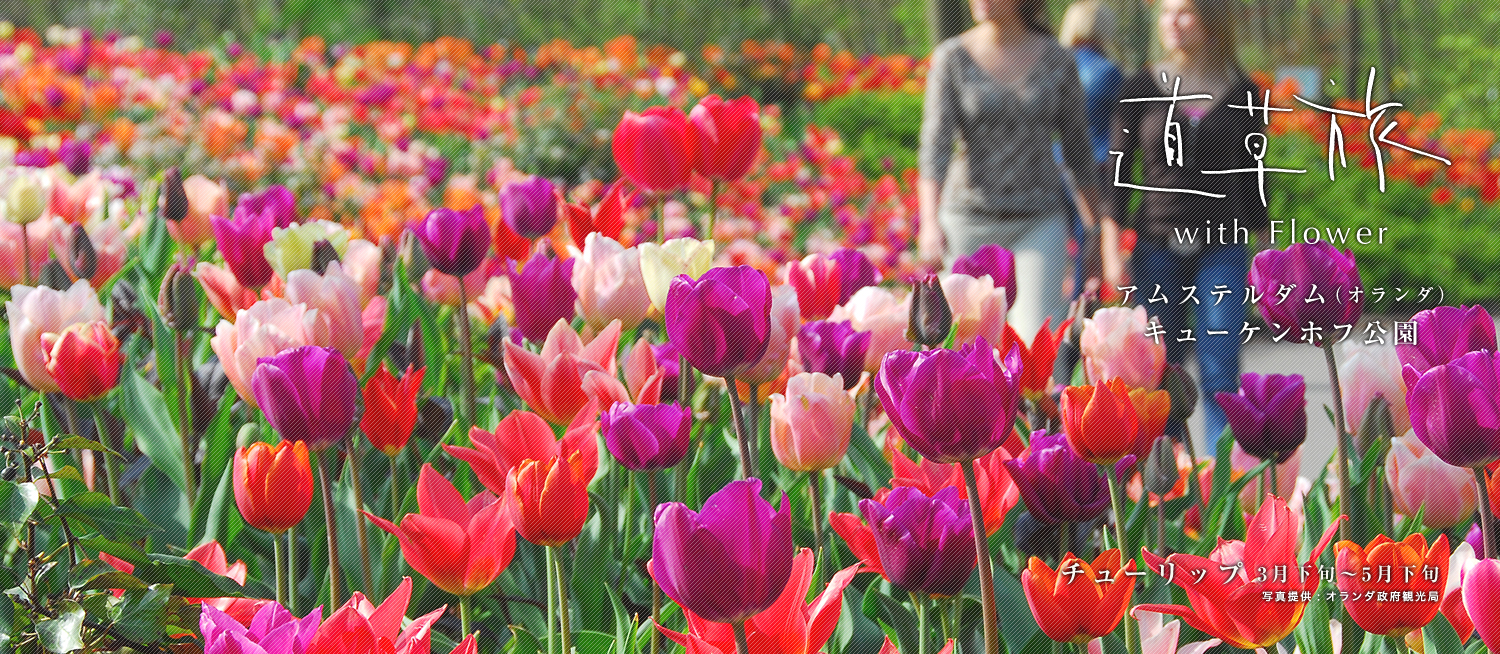 道草旅 with Flower　アムステルダム(オランダ) キューケンホフ公園　チューリップ 3月下旬〜5月下旬