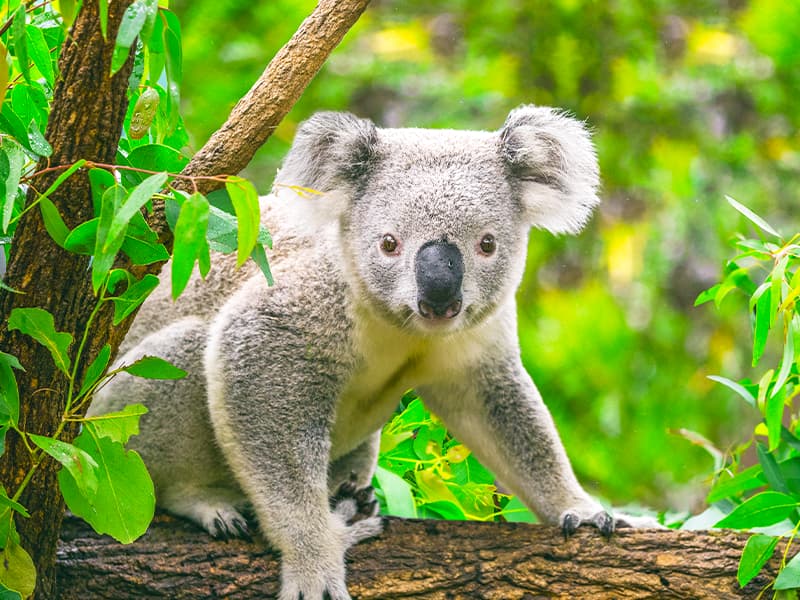 コアラが安全に暮らせる未来をサポート