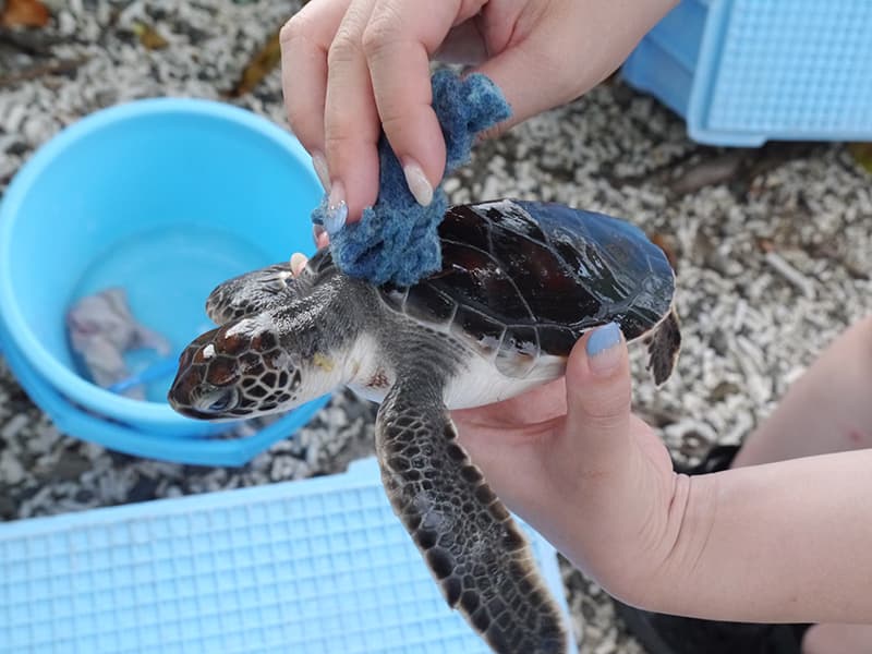 アオウミガメの保全活動を体験
