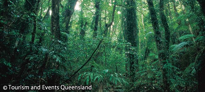 ラミントン国立公園(イメージ)
