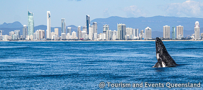 冬季限定!ホエールウォッチング(イメージ)