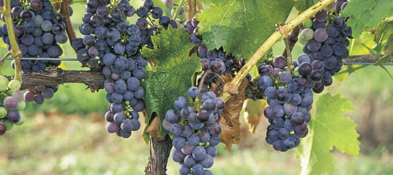 ハンターバレー(イメージ)