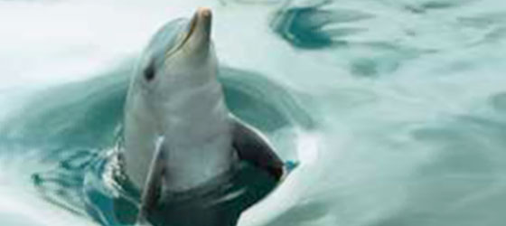 エコー・ポイント展望台(イメージ)