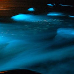水中で青く光る夜光虫で有名なルミナスラグーン