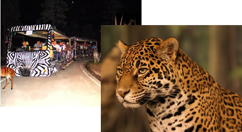 His チェンマイ オプショナルツアー タイ旅行なら Hisタイ