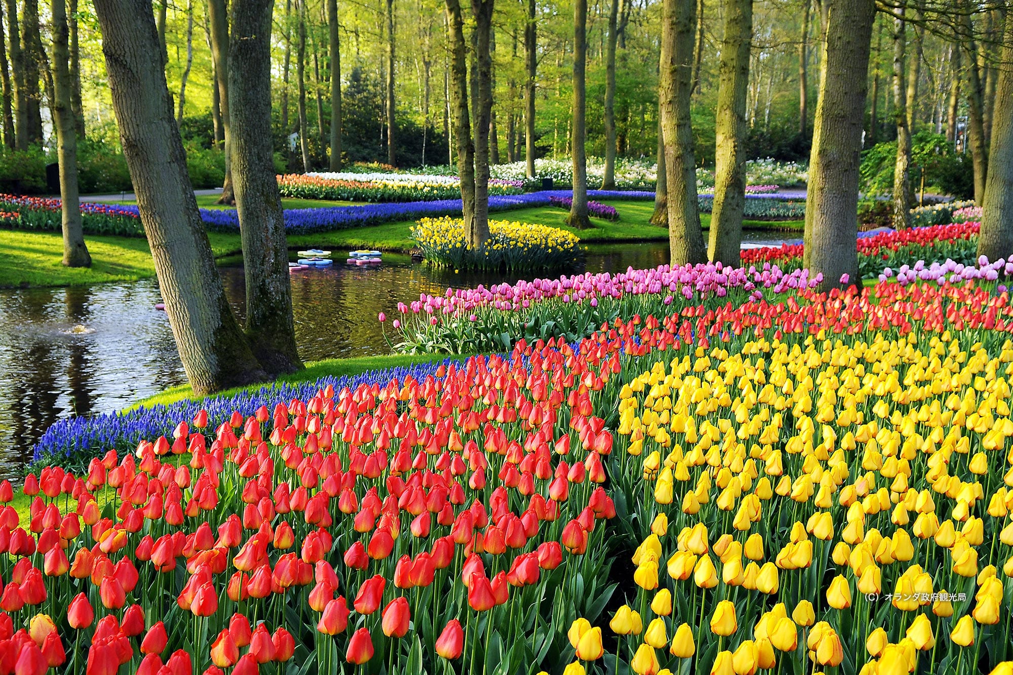 キューケンホフ公園 オランダ