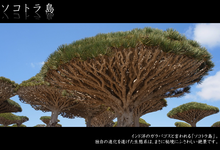 ソコトラ島/イエメン