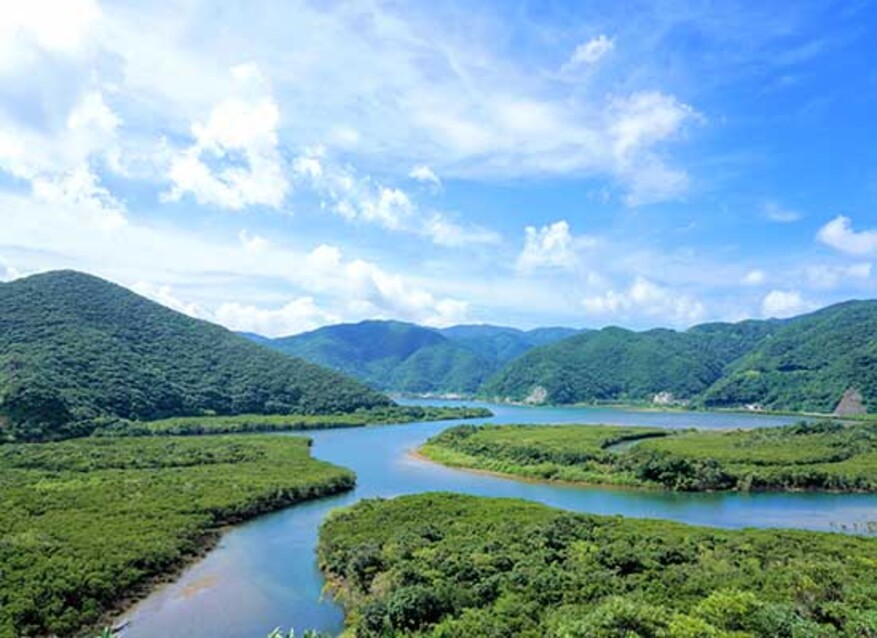 マングローブの森