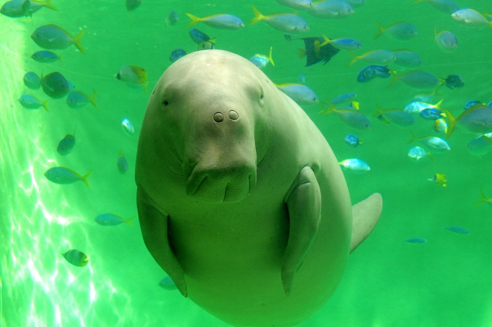鳥羽水族館