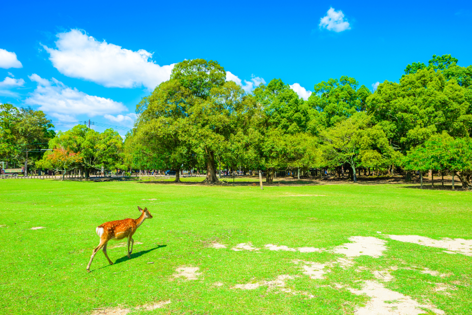 奈良公園