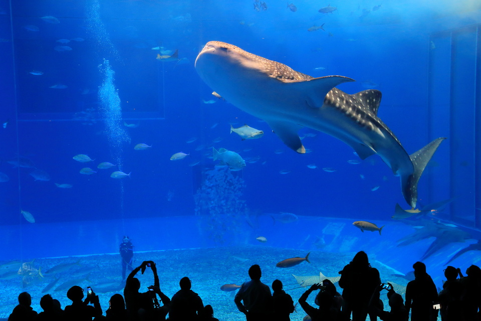 美ら海水族館