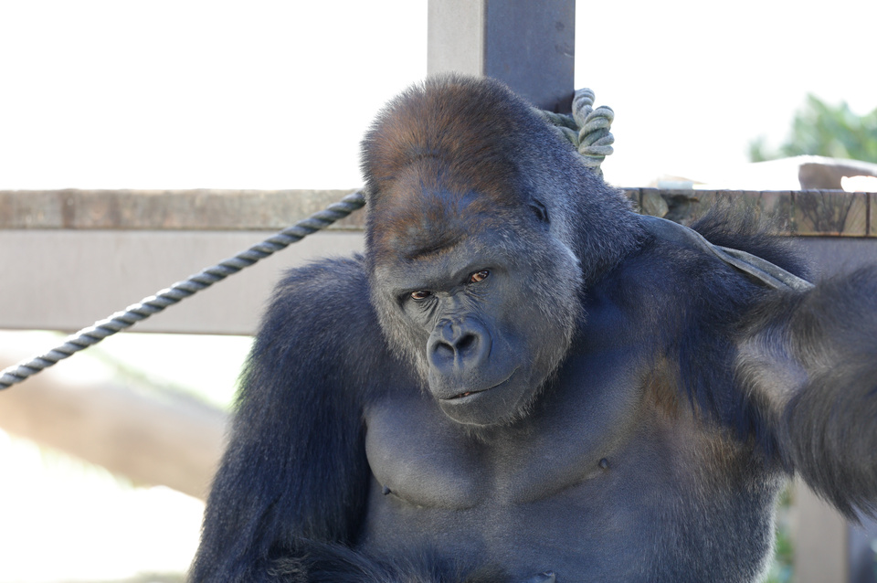 東山動物園