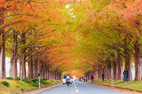 メタセコイア並木(高島市)