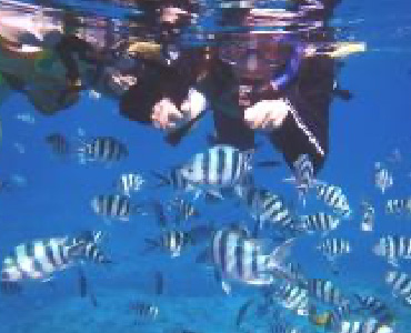 アクティビティ